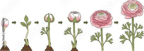 Pink Ranunculus Flower Growth Cycle Stages From Seed To Full Bloom Botanical Illustration
