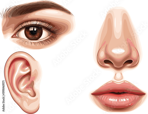 Realistic Human Facial Features Vector Set Including Eye, Nose, Ear, and Lips Illustration for Medical, Anatomy, Beauty, and Educational Designs