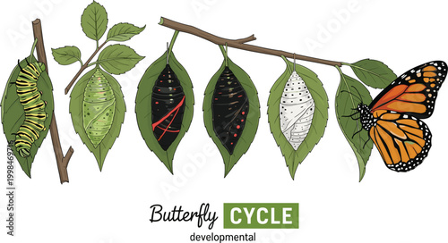Butterfly Life Cycle Vector Illustration Showing Development from Caterpillar, Chrysalis, Pupa to Adult, Educational and Scientific Diagram