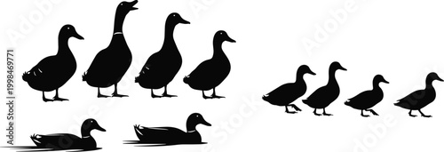 Duck silhouette vector set, mallard ducks swimming and walking group, farm bird collection, waterfowl family silhouettes, duckling and goose isolated icons for nature design.