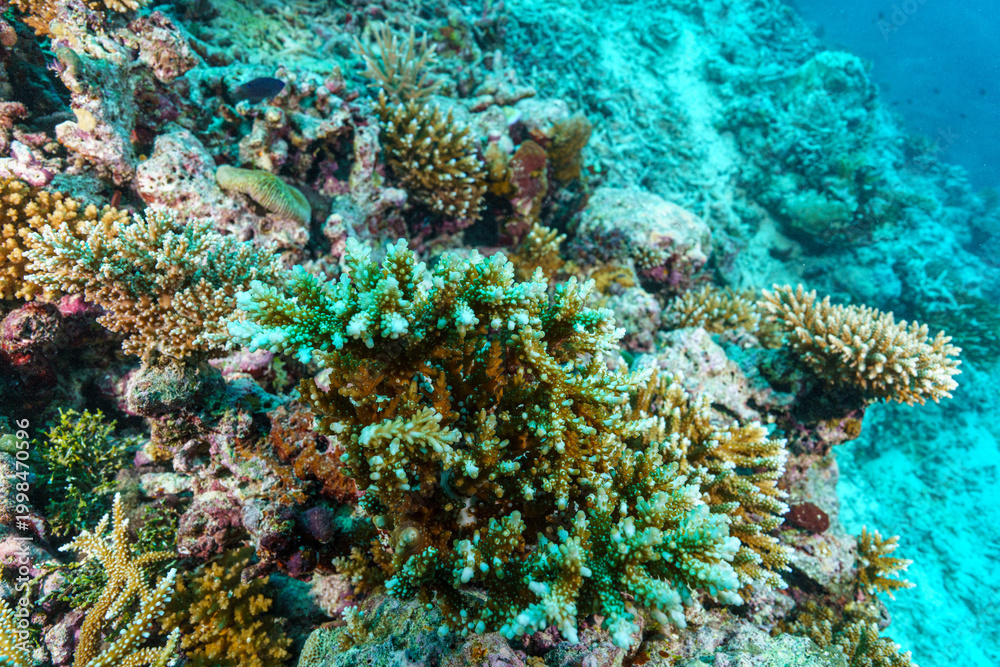 Obraz premium coral reef in the sea