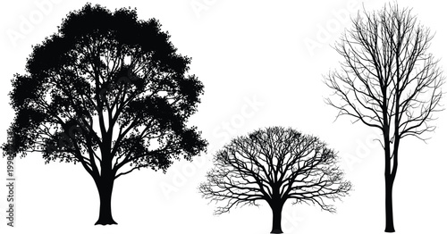 Set of detailed tree silhouettes featuring leafy oak, bare winter branches, and spreading canopy icons isolated on white background for nature and landscape vector,