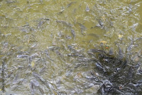 Photography High angle view of freshwater fish swimming in a tranquil pond at the Batu Caves temple complex