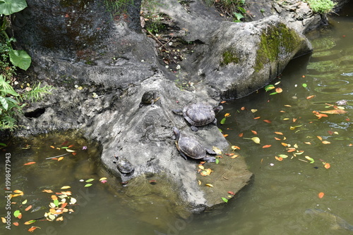 Photography Group of semi-aquatic slider turtles basking on a rock in a pond at the Batu Caves Hindu temple complex in Kuala Lumpur, Malaysia