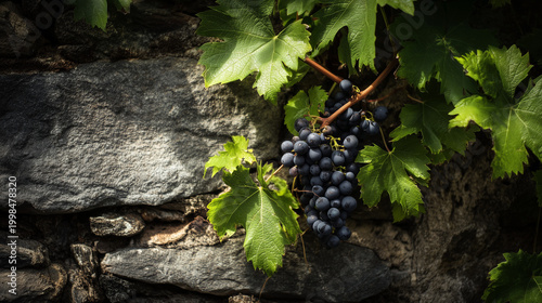 A cluster of ripe black grapes hangs from a vine against a textured stone wall. The leaves are vibrant green, contrasting with the dark fruit.