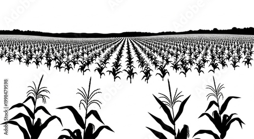 A black corn field. Maize field silhouette design vector illustration