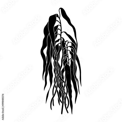 Elegant black silhouette of kelp seaweed against a white background.