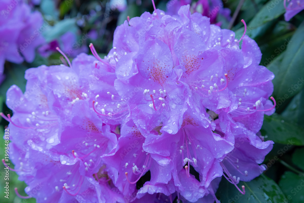 Obraz premium Purple Flower