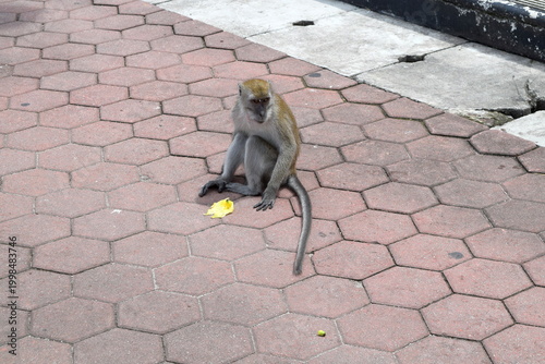 Photography A wild long-tailed macaque monkey sitting on a hexagonal paved walkway next to a discarded banana peel at the Batu Caves complex