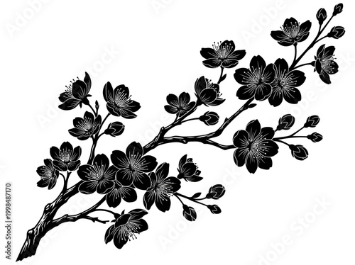 Elegant Cherry Blossom Branch Silhouette Vector Illustration; Black and White Sakura Flowers and Buds in Minimalist Japanese Style Graphic Art