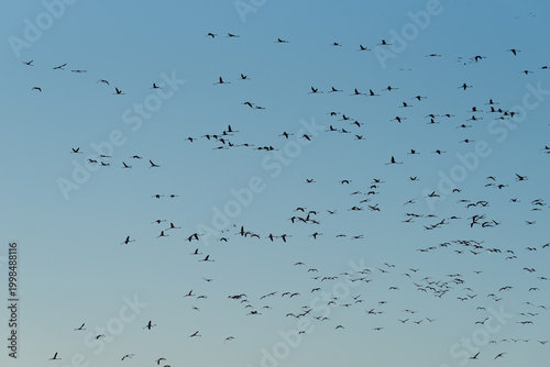 Ethereal Aviary: Flamingo Flock in Azure Embrace