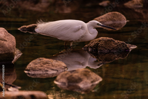 Serene White Heron Poised by Calm Riverbank with Vegetation