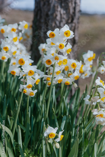 Beautiful Narcissus tazetta blooming by tree trunk, sustainable urban greening and public park landscaping, professional horticulture and botany study, spring floral biodiversity