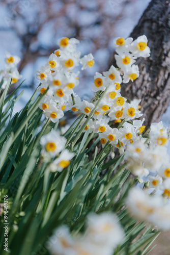 Mass planting of narcissus flowers in urban park, sustainable landscape architecture and public green space, professional horticulture for city cooling, botanical biodiversity, spring garden scenery
