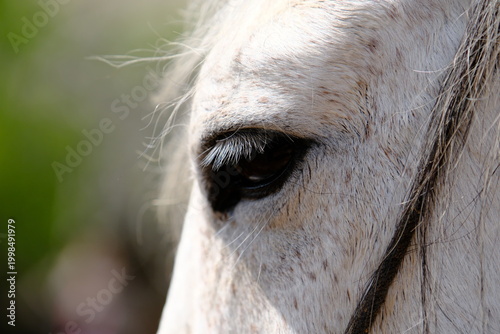 Fotografie white horse portrait