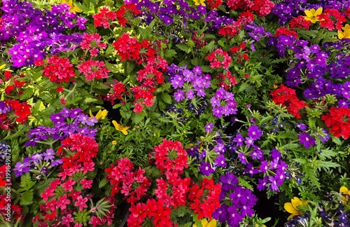 verbena
