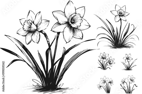 Line art sketch drawing of daffodil flowers. On the left, a large cluster with trumpet-shaped blooms and long, slender leaves. On the right, smaller sketches show variations of daffodil vector svg
