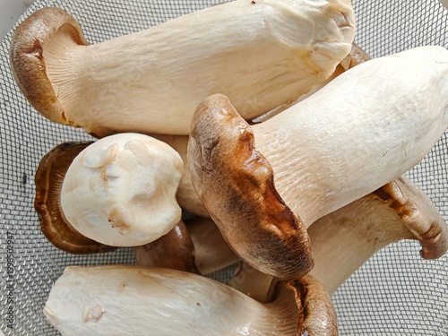 Close-up of fresh king oyster mushrooms stacked together, natural organic edible mushrooms with brown caps and white stems, healthy food ingredient concept