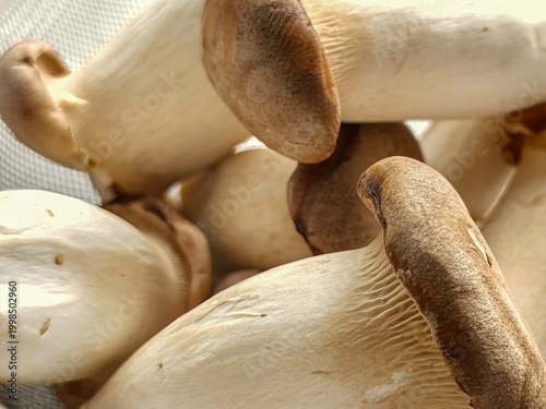 Close-up of fresh king oyster mushrooms stacked together, natural organic edible mushrooms with brown caps and white stems, healthy food ingredient concept