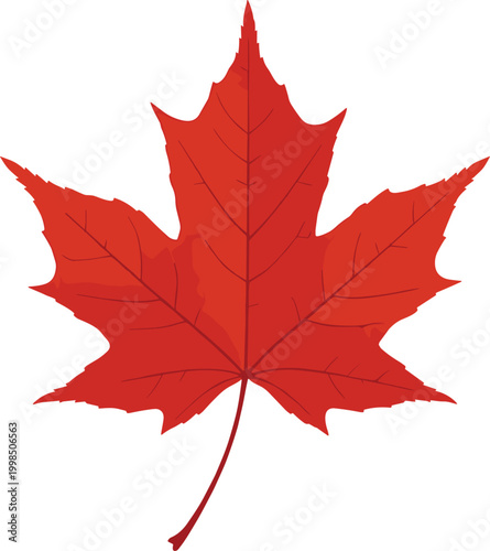 Red Maple Leaf in Autumn Color in Vector Illustration"