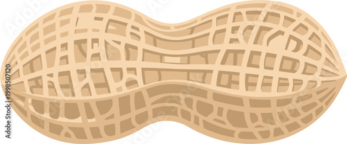 Close-up of Whole Peanut in Shell in Vector Illustration"