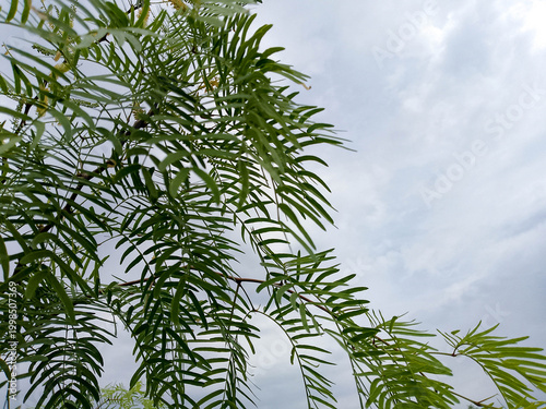 Fotografi Green tree branches with pinnate leaves against a cloudy overcast sky