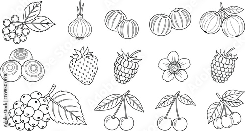 Various Fruit and Flower Sketches Including Berries, Cherries, and Onion in Vector Illustration"