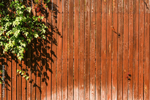 Bild auf Leinwand Green ivy branch spreading across brown wooden fence with vertical plank pattern