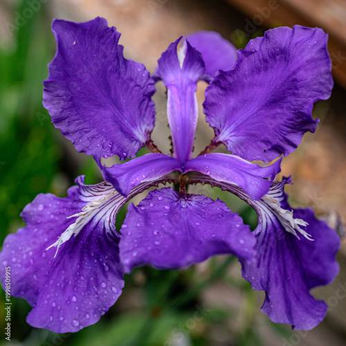 Iris symmetry