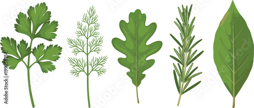 Vector illustration of assorted herbs, including parsley, dill, rosemary, and bay leaf, in a minimalist and natural design.