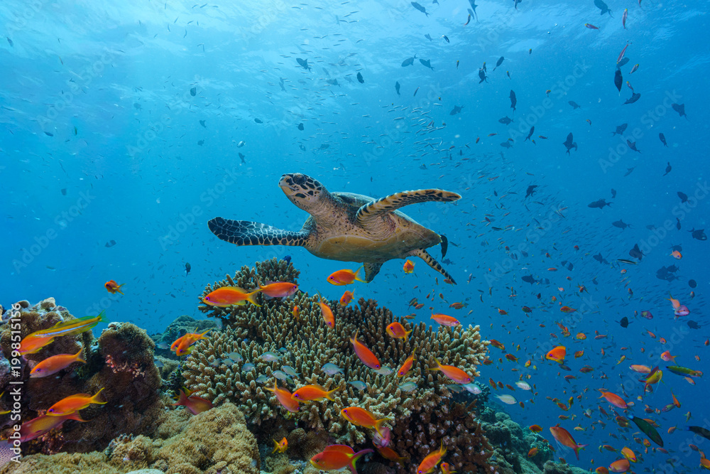 Obraz premium coral reef with turtle