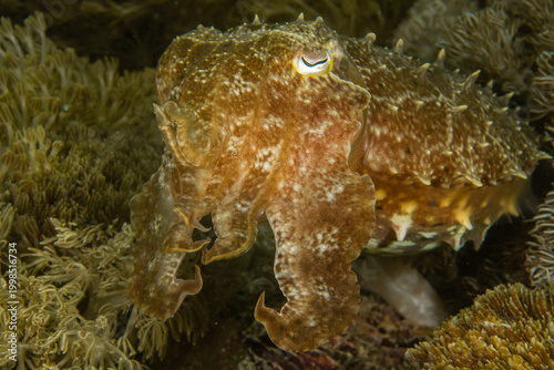 Bild auf Leinwand Broadclub cuttlefish (Sepia latimanus) camouflaged on coral reef in Komodo Indon