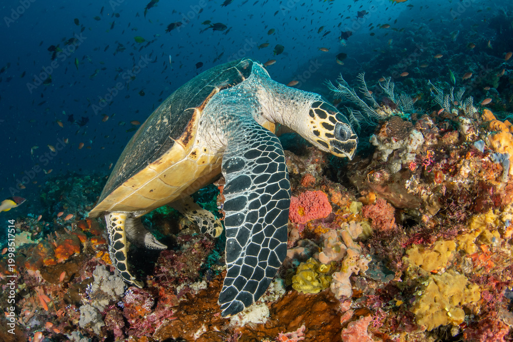Fototapeta premium Hawksbill Sea Turtle About to Feed on Coral Reef with School of Fish in Blue Water in Komodo