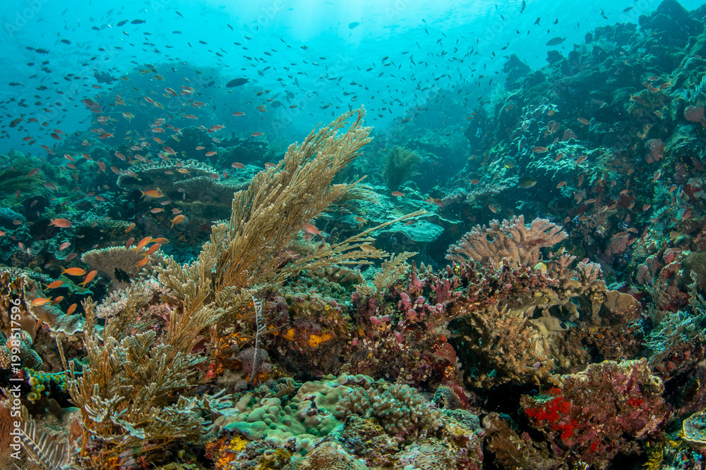Obraz premium Komodo reef with mixed soft corals and dense schools of anthias fish in vibrant tropical blue water
