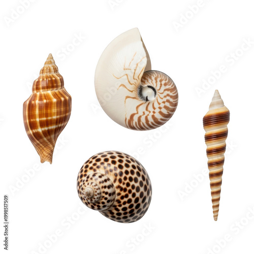 Assorted seashells including a nautilus, conch, and small spiral shells