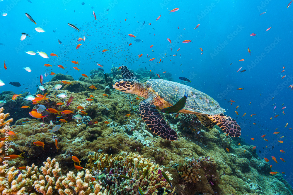 Naklejka premium coral reef with turtle