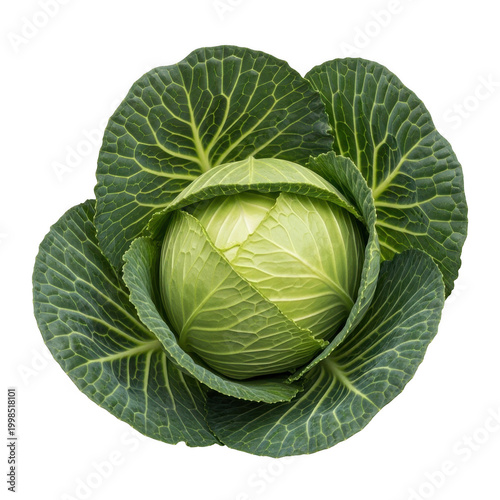 Fresh whole head of green cabbage with tightly wrapped leaves