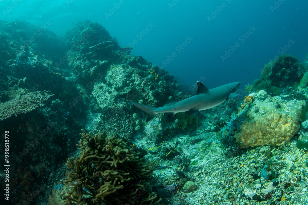 Fototapeta premium Whitetip reef shark on coral reef wide angle underwater, Komodo Indonesia
