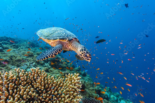coral reef with turtle