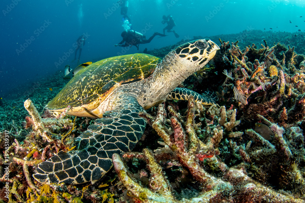 Fototapeta premium Hawksbill sea turtle resting on coral rubble reef with scuba divers in background, Komodo Indonesia