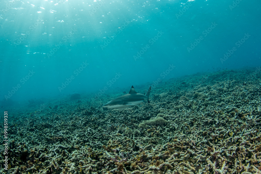 Fototapeta premium Blacktip reef shark (Carcharhinus melanopterus) swimming over coral reef in Komodo National Park Indonesia