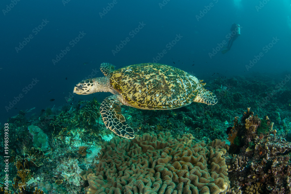Obraz premium Hawksbill Sea Turtle Swimming Above Coral Reef with Scuba Diver in the Distance in Komodo
