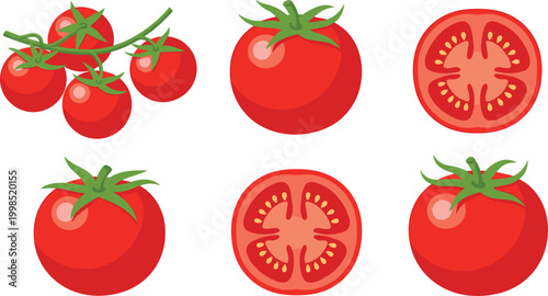 Vector illustration of fresh red tomatoes on the vine and sliced, showing cross-section details"