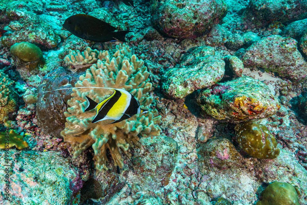 Fototapeta premium coral reef and fish