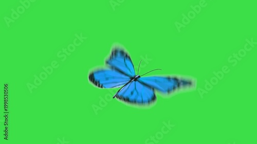 Blue Butterfly Flying Green Screen.