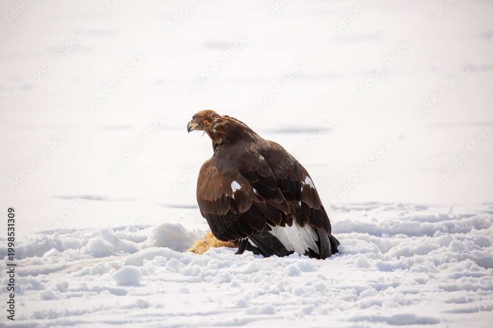 Fototapeta premium A large eagle caught a fox against a backdrop of snow. A bird of prey hunts its prey. A golden eagle sits in the snow, clinging to its prey. Falconry. A national tradition of Asia. Berkutchi,