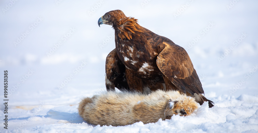 Fototapeta premium A large eagle caught a fox against a backdrop of snow. A bird of prey hunts its prey. A golden eagle sits in the snow, clinging to its prey. Falconry. A national tradition of Asia. Berkutchi,