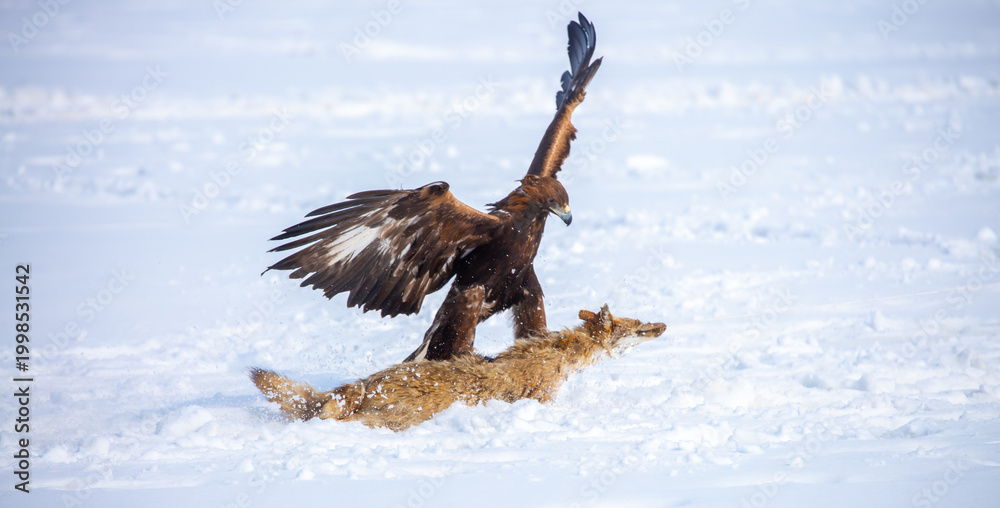 Obraz premium A large eagle caught a fox against a backdrop of snow. A bird of prey hunts its prey. A golden eagle sits in the snow, clinging to its prey. Falconry. A national tradition of Asia. Berkutchi,