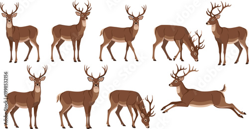Deer Stag Animal Set with Standing Walking Grazing and Jumping Poses Wildlife Forest Mammal Collection Illustration Isolated on White Background