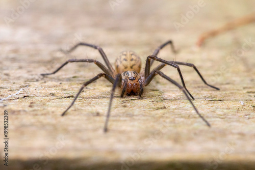 фотографія House Spider - Eratigena